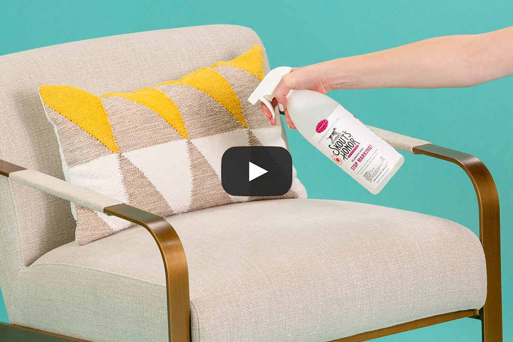 Life Changing Pet Essentials — film 3