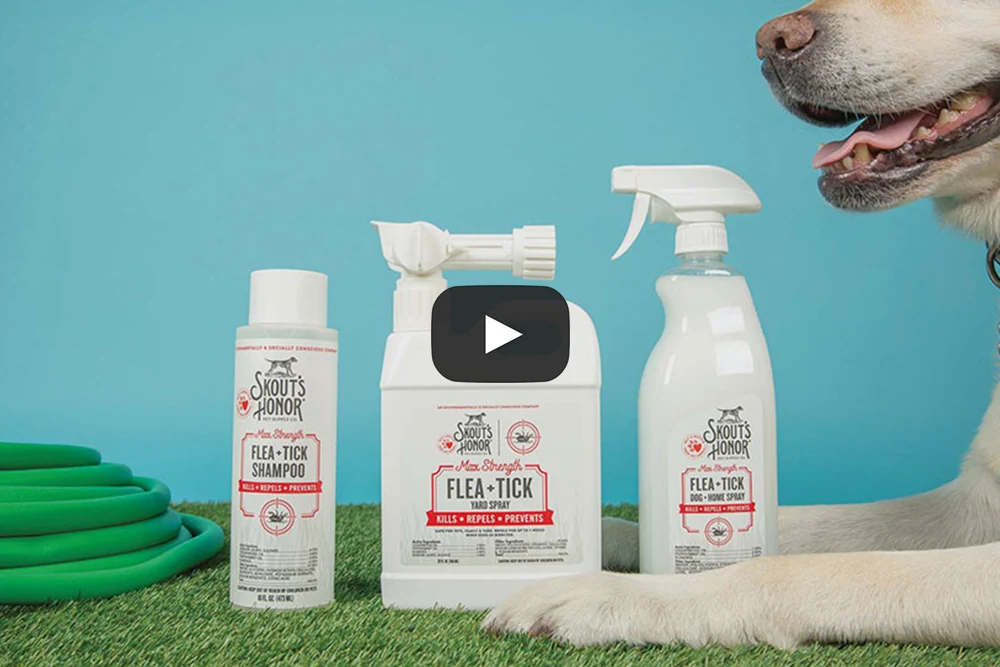Life Changing Pet Essentials — film 4